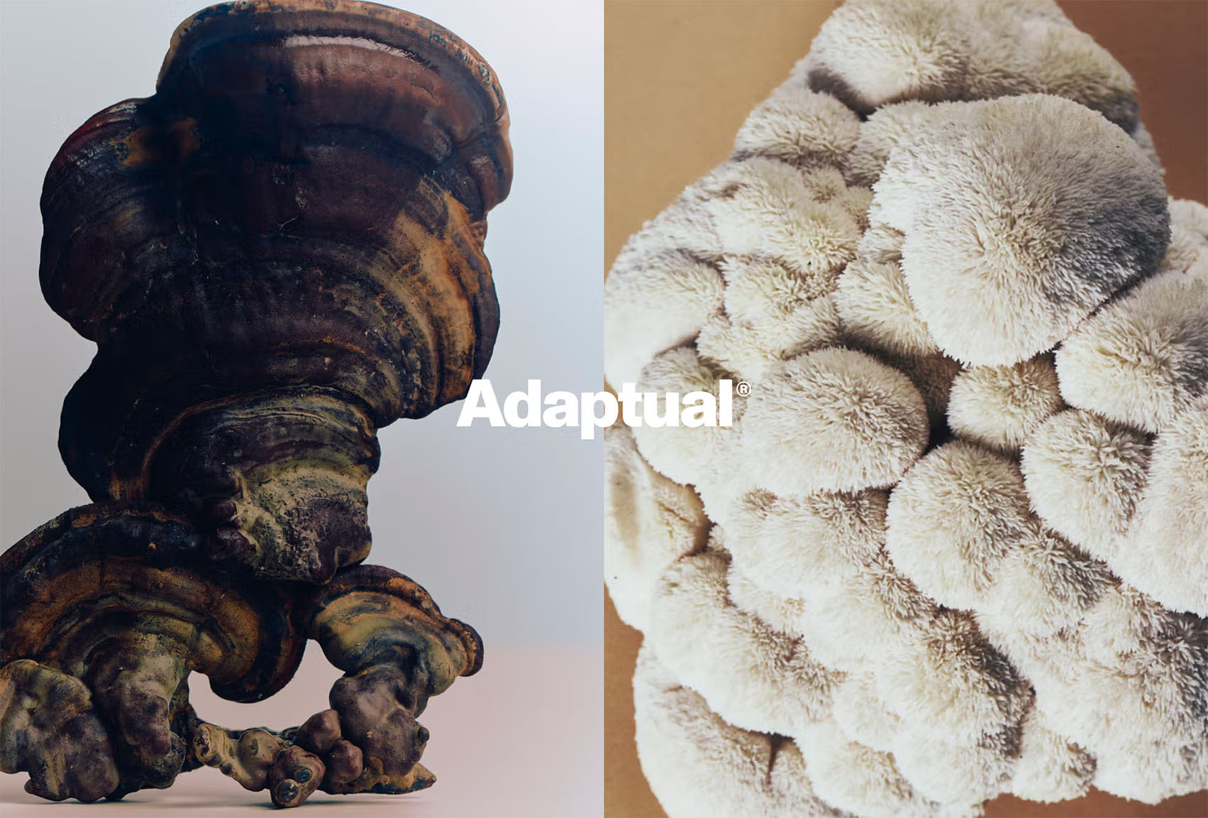 Adaptual on Visual Journal
